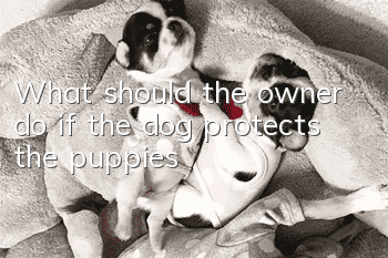 What should the owner do if the dog protects the puppies?