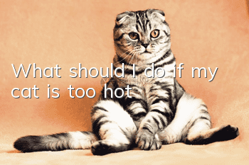 What should I do if my cat is too hot?