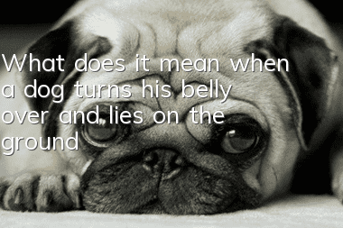 What does it mean when a dog turns his belly over and lies on the ground?