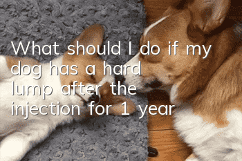 What should I do if my dog has a hard lump after the injection for 1 year?