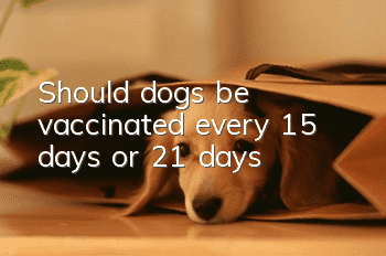 Should dogs be vaccinated every 15 days or 21 days?