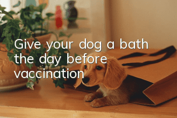 Give your dog a bath the day before vaccination
