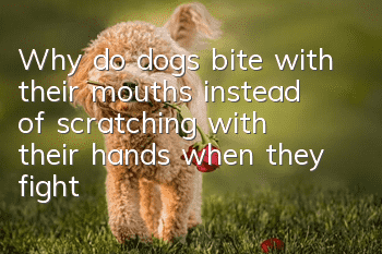 Why do dogs bite with their mouths instead of scratching with their hands when they fight?