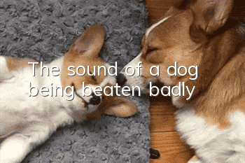 The sound of a dog being beaten badly