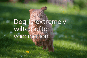 Dog is extremely wilted after vaccination