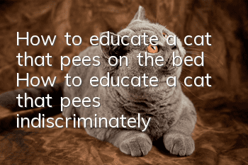How to educate a cat that pees on the bed? How to educate a cat that pees indiscriminately?
