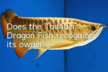 Does the Thunder Dragon Fish recognize its owner?