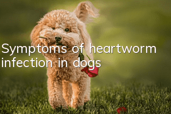 Symptoms of heartworm infection in dogs