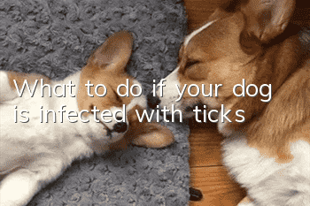 What to do if your dog is infected with ticks