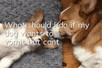 What should I do if my dog wants to vomit but can’t?