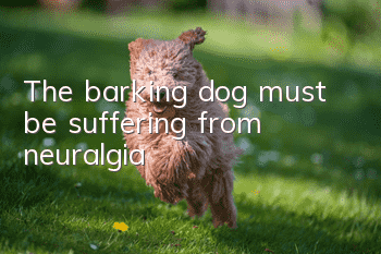 The barking dog must be suffering from neuralgia