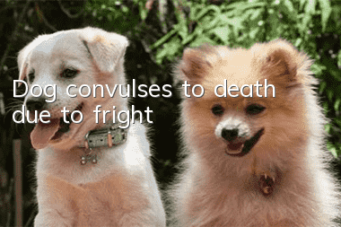 Dog convulses to death due to fright