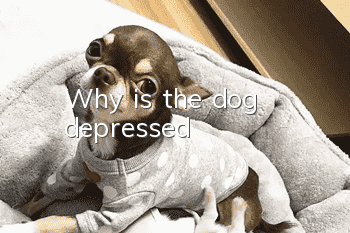 Why is the dog depressed?