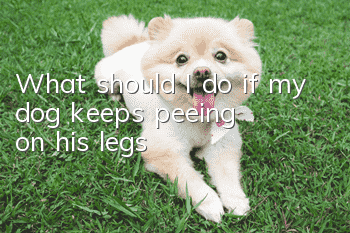 What should I do if my dog keeps peeing on his legs?