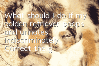 What should I do if my golden retriever poops and urinates indiscriminately? Correct the golden retriever’s pooping and urinating habit!