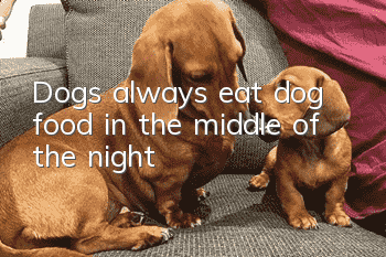 Dogs always eat dog food in the middle of the night