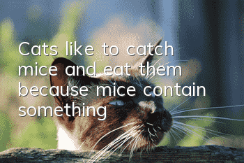 Cats like to catch mice and eat them because mice contain something