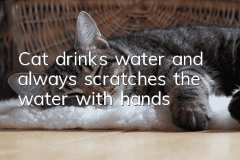 Cat drinks water and always scratches the water with hands