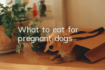 What to eat for pregnant dogs