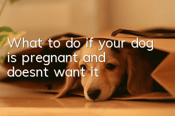 What to do if your dog is pregnant and doesn’t want it
