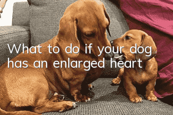 What to do if your dog has an enlarged heart
