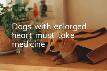 Dogs with enlarged heart must take medicine