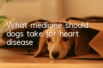 What medicine should dogs take for heart disease?