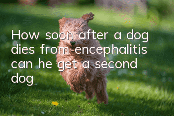 How soon after a dog dies from encephalitis can he get a second dog?