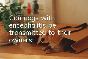 Can dogs with encephalitis be transmitted to their owners?