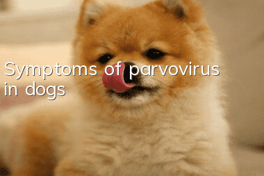 Symptoms of parvovirus in dogs
