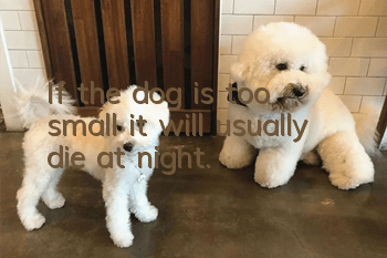 If the dog is too small, it will usually die at night.