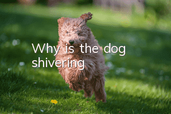 Why is the dog shivering?