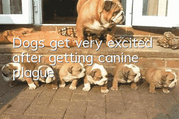 Dogs get very excited after getting canine plague