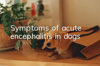 Symptoms of acute encephalitis in dogs