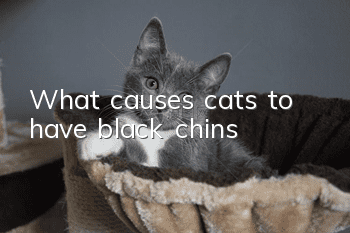 What causes cats to have black chins?