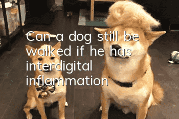 Can a dog still be walked if he has interdigital inflammation?