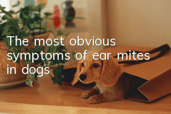 The most obvious symptoms of ear mites in dogs