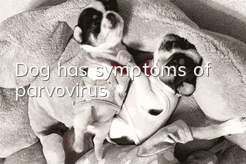 Dog has symptoms of parvovirus