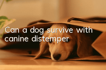 Can a dog survive with canine distemper?