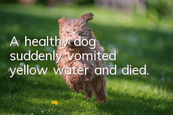 A healthy dog suddenly vomited yellow water and died.