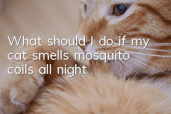 What should I do if my cat smells mosquito coils all night?