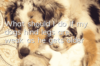 What should I do if my dog’s hind legs are weak as he gets older?