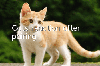 Cat’s reaction after pairing