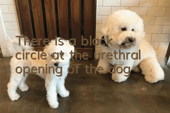 There is a black circle at the urethral opening of the dog
