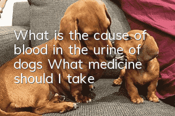 What is the cause of blood in the urine of dogs? What medicine should I take?