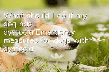 What should I do if my dog has dystocia? Emergency measures for dogs with dystocia!