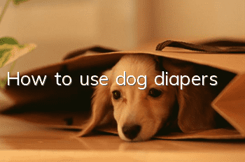 How to use dog diapers