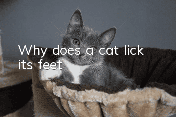 Why does a cat lick its feet?