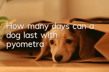 How many days can a dog last with pyometra?
