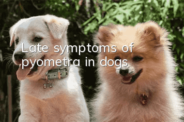 Late symptoms of pyometra in dogs